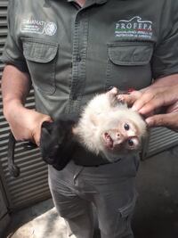Capturan al mono capuchino; lo trasladan a zoo de Chapultepec