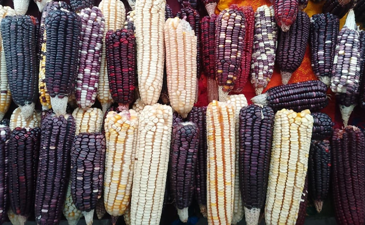 En riesgo de desaparecer la mitad de las semillas de maíz nativo de Oaxaca