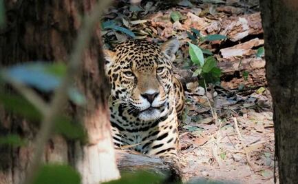 Buscan en Oaxaca proteger a felinos ante megaproyectos como Interoceánico y autopista a Tuxtepec