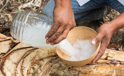 ¿Has probado la Taberna? El "pulque" del Istmo de Oaxaca extraído de un árbol