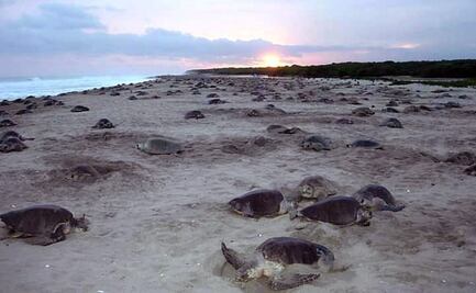 Oaxaca y Costa Rica intercambiarán experiencias en cuidado de tortugas marinas