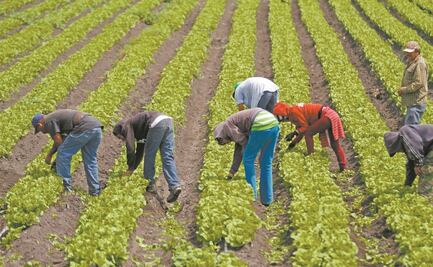 Oaxaca prohíbe uso y distribución de glifosato en cultivos, como forma de protección al ambiente