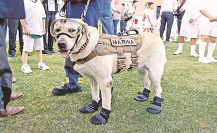 La perrita rescatista "Frida" se jubila