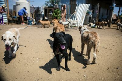 Llaman animalistas a solidarizarse con perros de Zaachila, Oaxaca