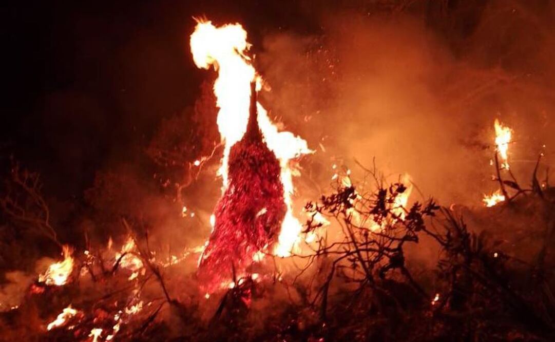 Reportan en Oaxaca liquidación de incendios forestales en territorios de San Juan Sosola y Zapotitlán. Foto: Especial