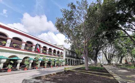 Juez ordena a edil de Oaxaca de Juárez proteger árboles de la capital; hubo omisiones y descuido