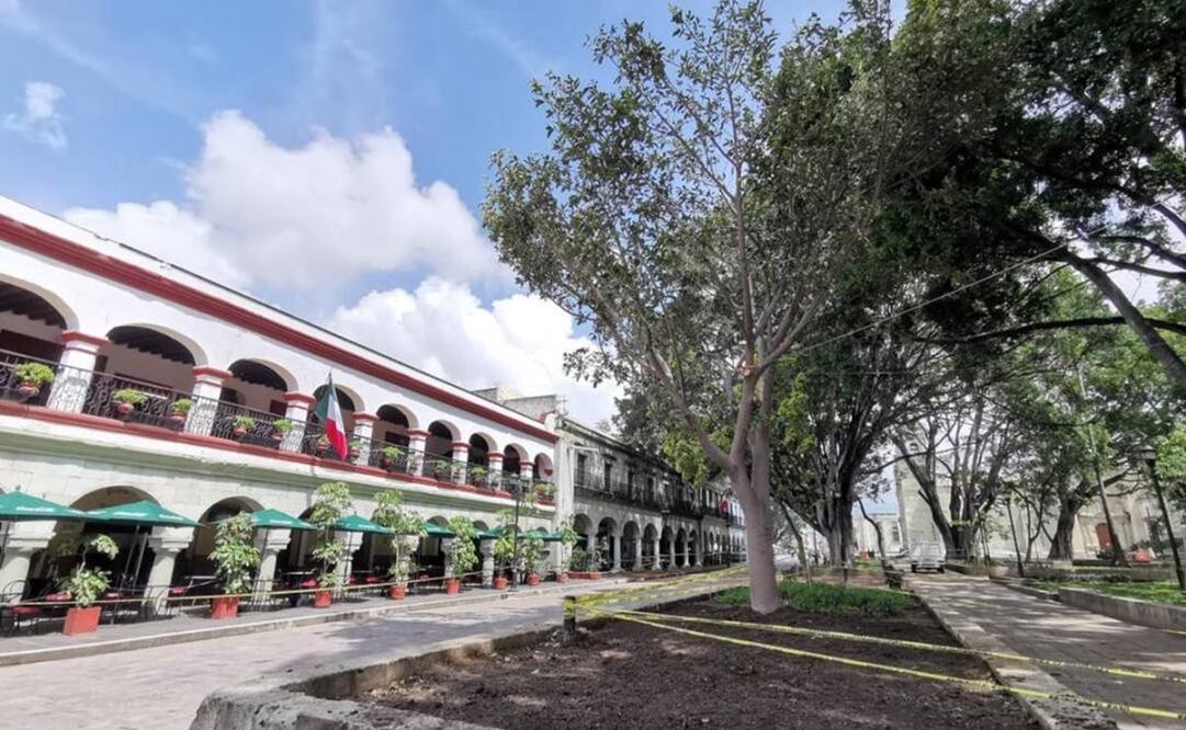 Juez ordena a edil de Oaxaca de Juárez proteger árboles de la capital; hubo omisiones y descuido. Foto: Edwin Hernández
