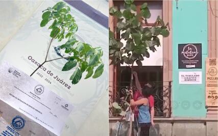 Pizzería exhibida por podar árbol en la vía pública sin permiso en Oaxaca, dona ejemplar para sembrar