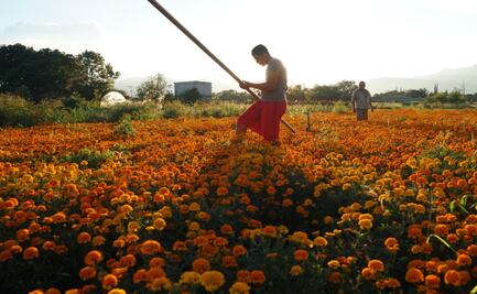 Covid-19 apaga festejos de Día de Muertos y frena vendimia de las flores; temen perder cosecha