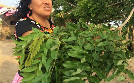 Defienden expertos medicina tradicional, de un sistema de salud "discriminatorio"