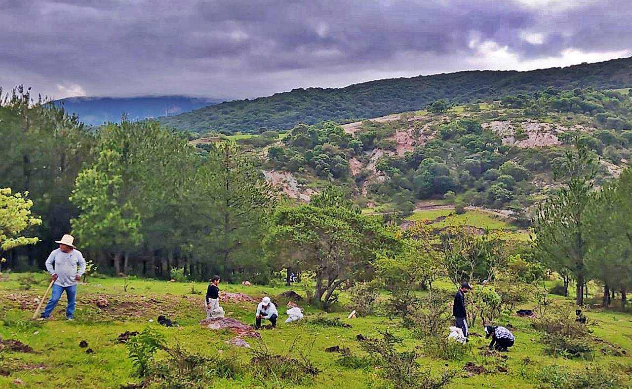 Sembrando casi 2 mil árboles, pueblos de la Mixteca de Oaxaca protegen manantiales que los dotan de agua
