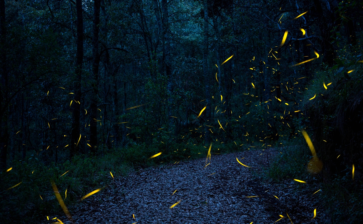 ¿Cuál es el mejor lugar para ver luciérnagas en Oaxaca?