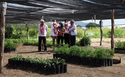 Supervisan AMLO y Murat avance de Sembrando Vida; en Oaxaca cultivarán 18 millones de árboles