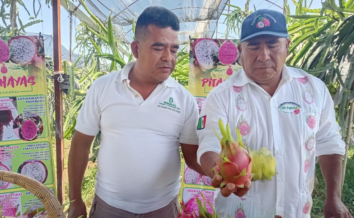 Productores que se presentará en la Feria de la Pitahaya en Oaxaca. Foto: Juan Carlos Zavala