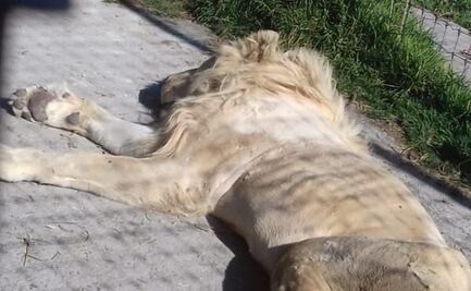 Exhiben maltrato en santuario felino de CDMX; leones se comen entre ellos