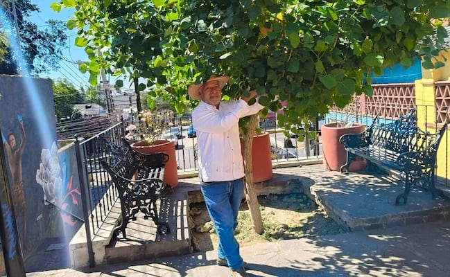 “Los árboles del futuro”, una iniciativa para reforestar Oaxaca y sembrar conciencia ambiental