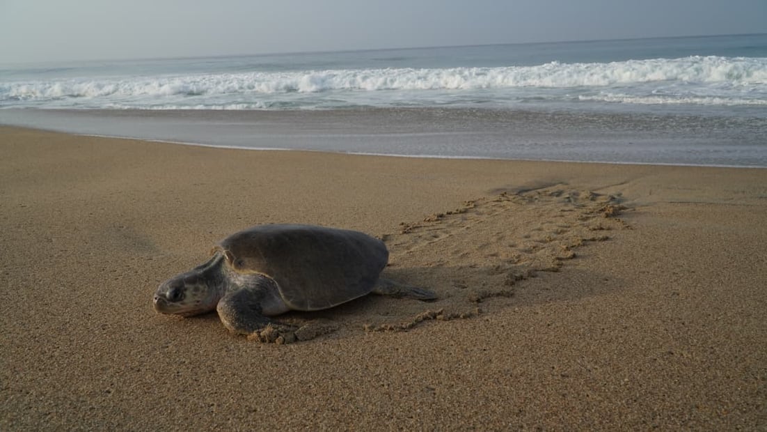 Tortugas golfinas en Playa Escobilla, Oaxaca. Foto: Cortesía