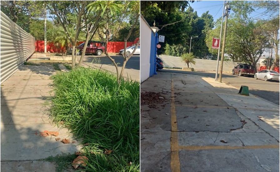 Acusan a Fibra Danhos de cerrar calle pública y de pretender talar dos laureles en la ciudad de Oaxaca 