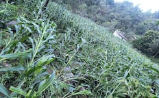 Prevén daños en cultivos por rachas de viento en la Mixteca de Oaxaca por la entrada del frente frío 37