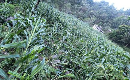 Prevén daños en cultivos por rachas de viento en la Mixteca de Oaxaca por la entrada del frente frío 37