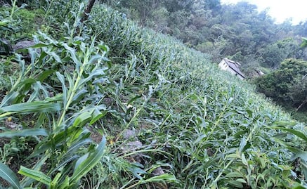 Prevén daños en cultivos por rachas de viento en la Mixteca de Oaxaca por la entrada del frente frío 37