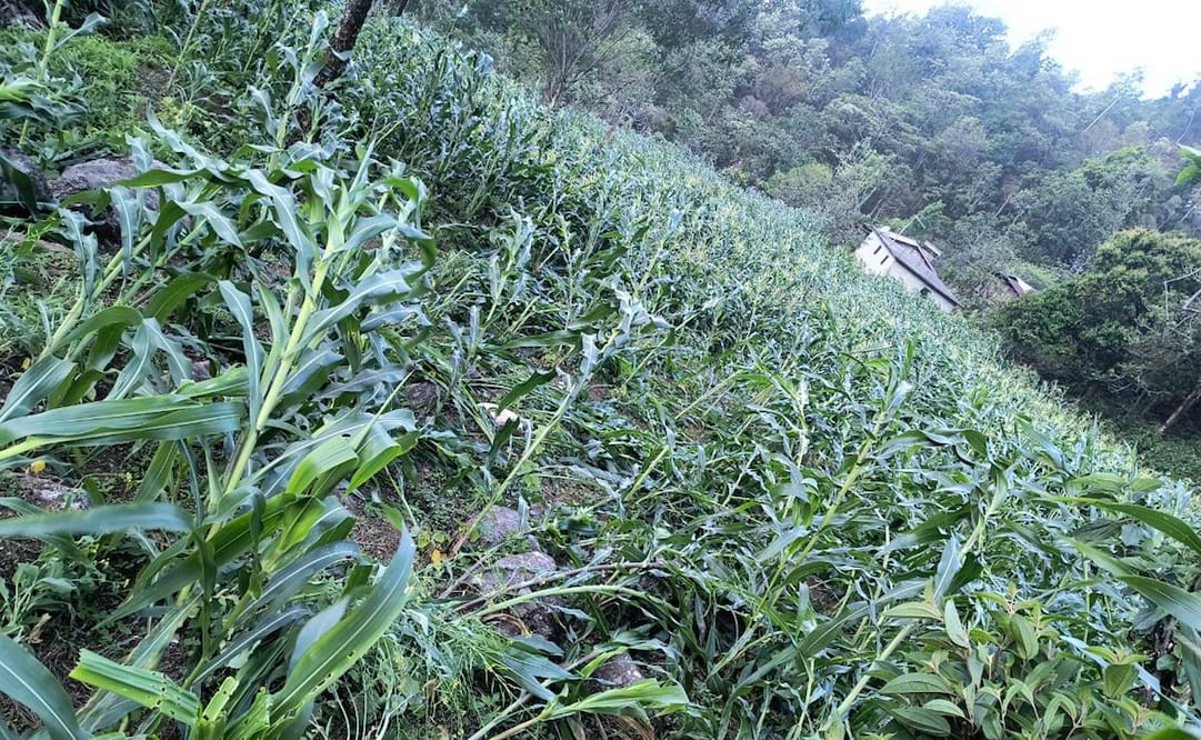 Foto: Cortesía Elías Gustavo