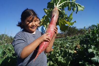 Cosechan tubérculos para la “Noche de Rábanos”, tradición que cumple 126 años en Oaxaca