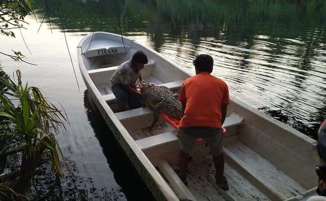 Capturan a un cocodrilo en río Ostuta, Istmo de Oaxaca. Foto: Especial