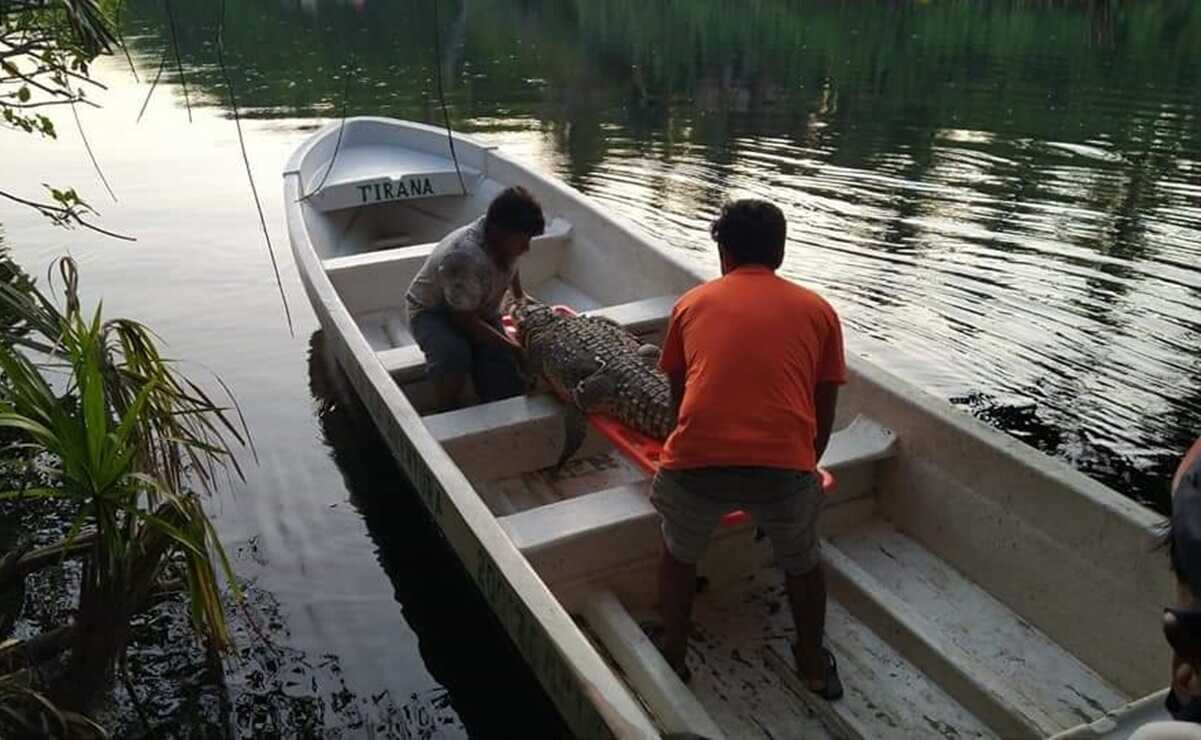 Capturan a un cocodrilo en río Ostuta, Istmo de Oaxaca; lo reubicarán en hábitat de la Costa