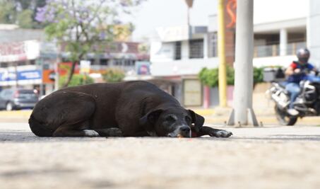 Abandonaron a 50 mascotas desde cuarentena por Covid-19; temor a contagios entre las causas
