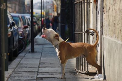 En Oaxaca, 20 denuncias de maltrato animal y una sentencia durante 3 años