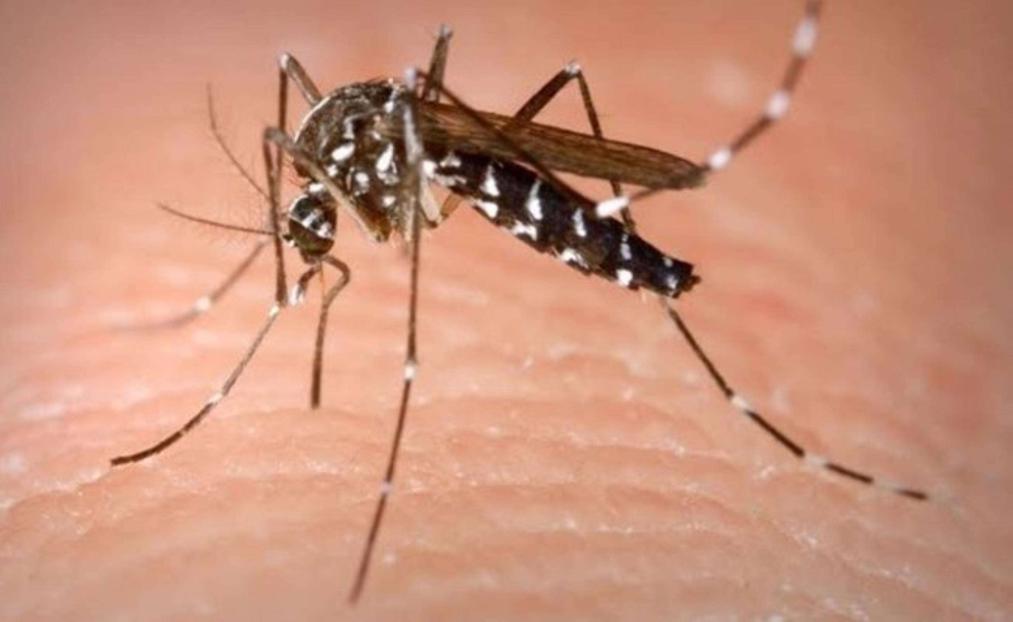 Primer caso de dengue por relaciones sexuales, registrado en España