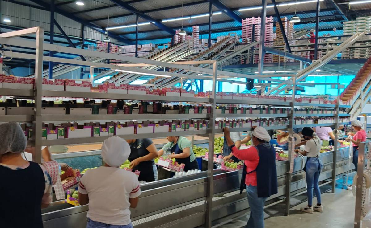 Afrontando nuevas exigencias de EU, inicia en el Istmo de Oaxaca la temporada de cosecha y exportación de mango