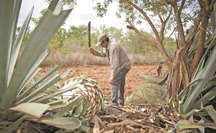 Denuncian amenazas de muerte en medio de disputa por control del Consejo Regulador del Mezcal