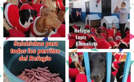 EN VIDEO. Una posada para perritos enternece en redes sociales