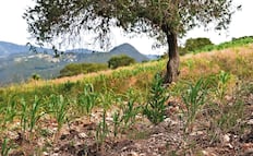La tierra se seca y crece el temor: Oaxaca enfrenta una sequía que amenaza sus cultivos