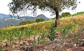 La tierra se seca y crece el temor: Oaxaca enfrenta una sequía que amenaza sus cultivos