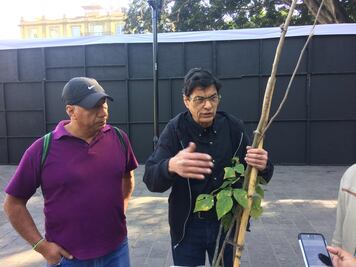 Protestan en el zócalo de la capital con siembra de árbol