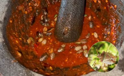 Chinches de campo: Así se prepara este sabroso manjar en Oaxaca