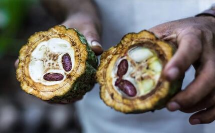 Sequía pulveriza producción de Cacao en el norte de Oaxaca; semilla no abastece ni al mercado interno