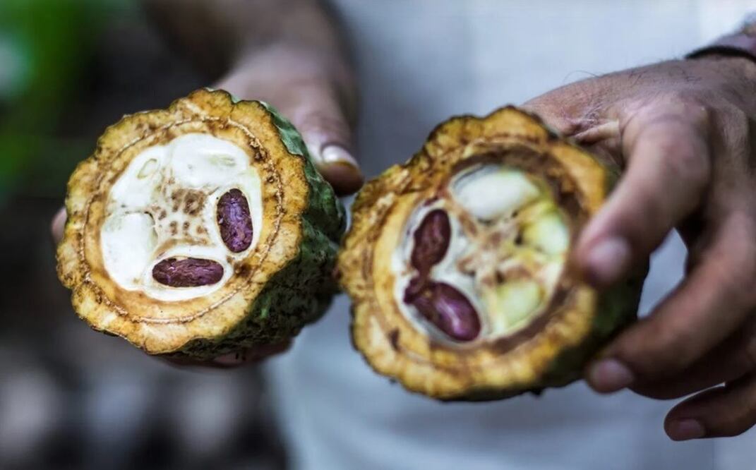 Sequía pulveriza producción de Cacao en el norte de Oaxaca; semilla no abastece ni al mercado interno. Foto: Antonio Mundaca
