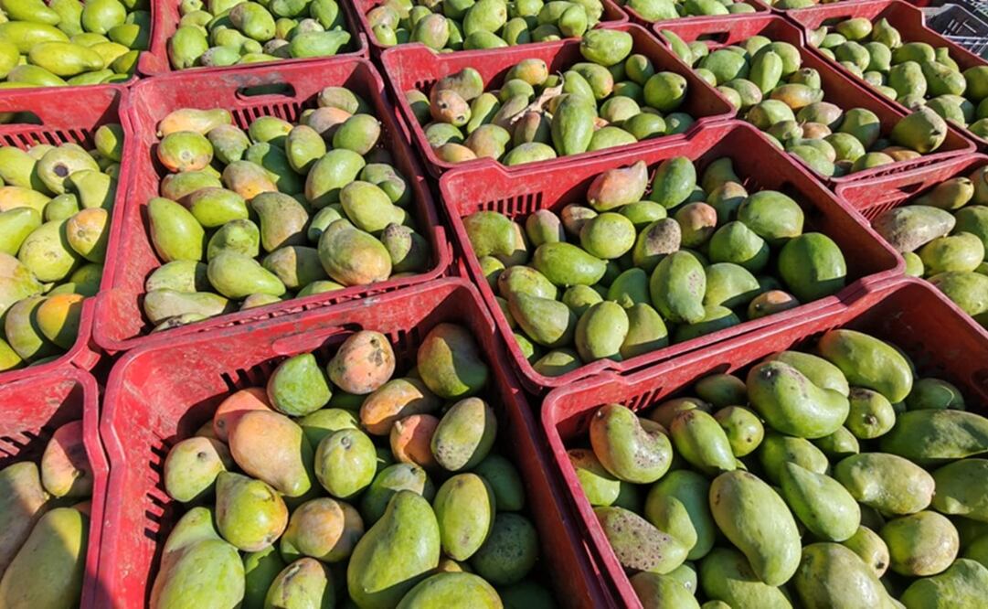 Golpea inseguridad a productores de mango de Oaxaca; vigilarán más de 30 mil hectáreas de huertas. Fotos: Especiales