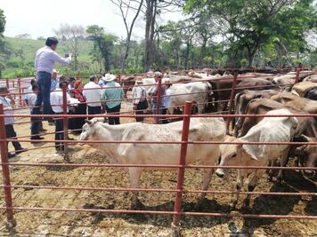 Por entregar vacas de "desecho", piden suspender programa ganadero