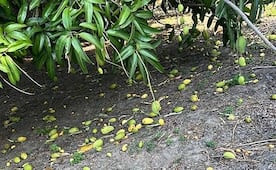 Productores en Oaxaca reanudan corte de mango al lograr mejor precio en el costo de la fruta