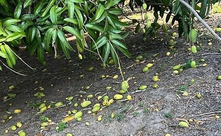 Productores en Oaxaca reanudan corte de mango al lograr mejor precio en el costo de la fruta