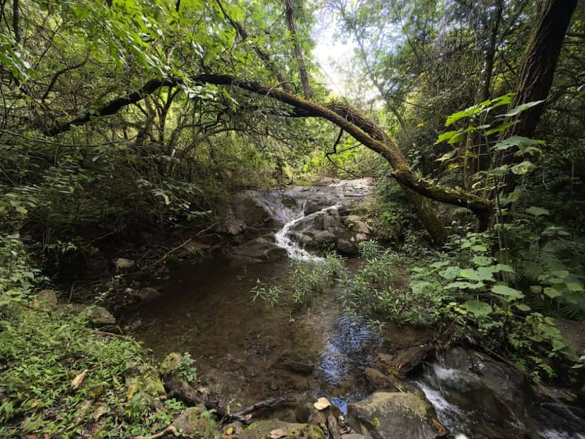 Ruta de senderismo Mil Ríos, en Oaxaca. Foto: Archivo EL UNIVERSAL.