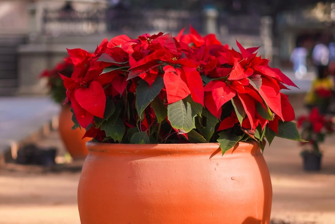 Foto: Gobierno de Oaxaca