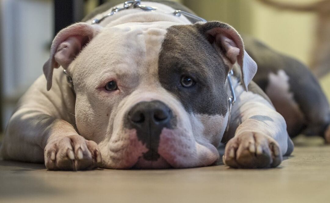 Ante muertes por ataques de perros en Oaxaca, piden no criminalizar a pitbulls y buscar asesoría. Foto: Pixabay