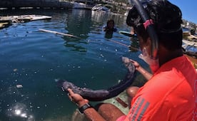 Convocan en Oaxaca a jornada para apoyar a familias afectadas por derrame de petróleo en el Golfo de México