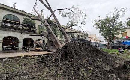 Cae segundo laurel histórico del zócalo de la capital; edil llama a no visitar “el corazón de la ciudad”